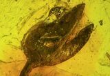 Detailed Fossil Flower and Plant Leaf In Baltic Amber #58116-1